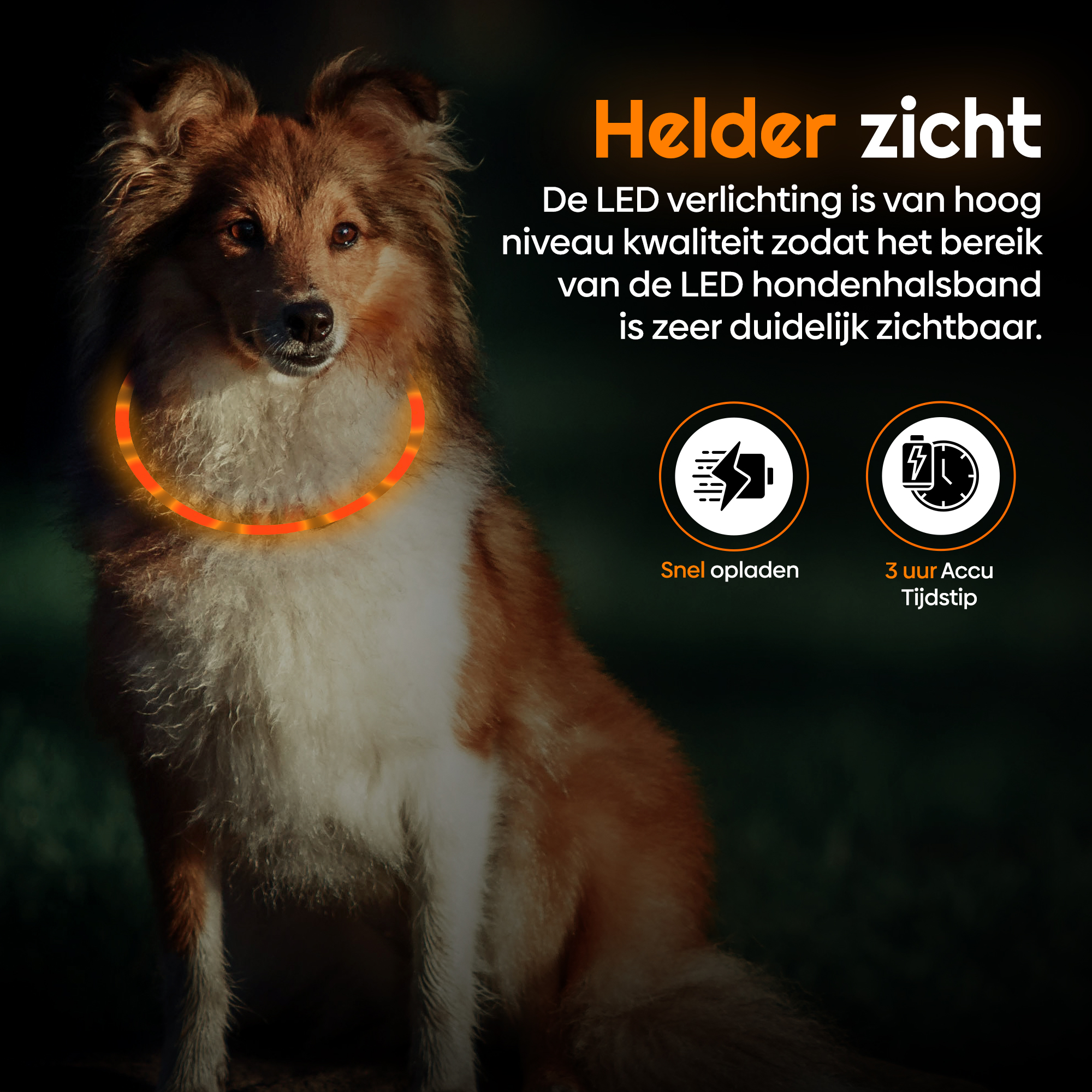 Led Halsband Hond Oranje