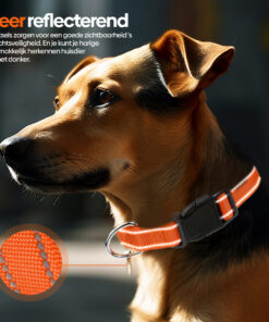 Professor Q Reflecterende hondenhalsband – L – 40–60 cm – oranje - detailfoto 2