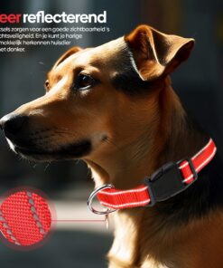 Professor Q Reflecterende hondenhalsband – S – 30–40 cm – rood - detailfoto 2