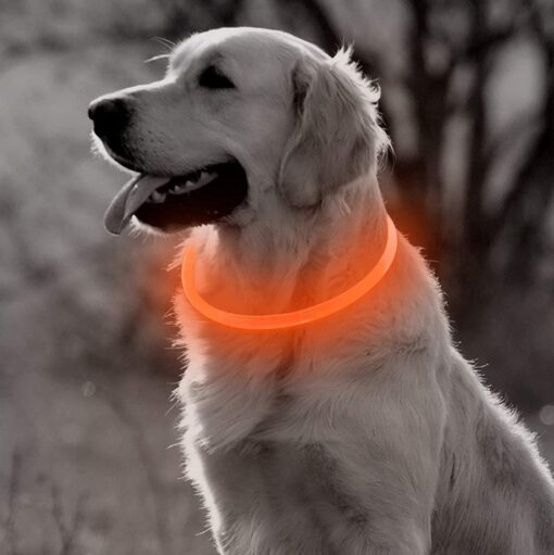Professor Q Nylon LED-halsband voor honden – M – 50 cm – oranje