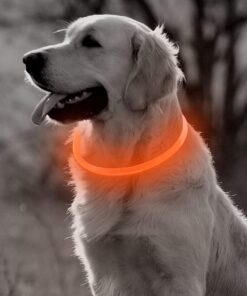 Professor Q Nylon LED-halsband voor honden – 35 cm – oranje