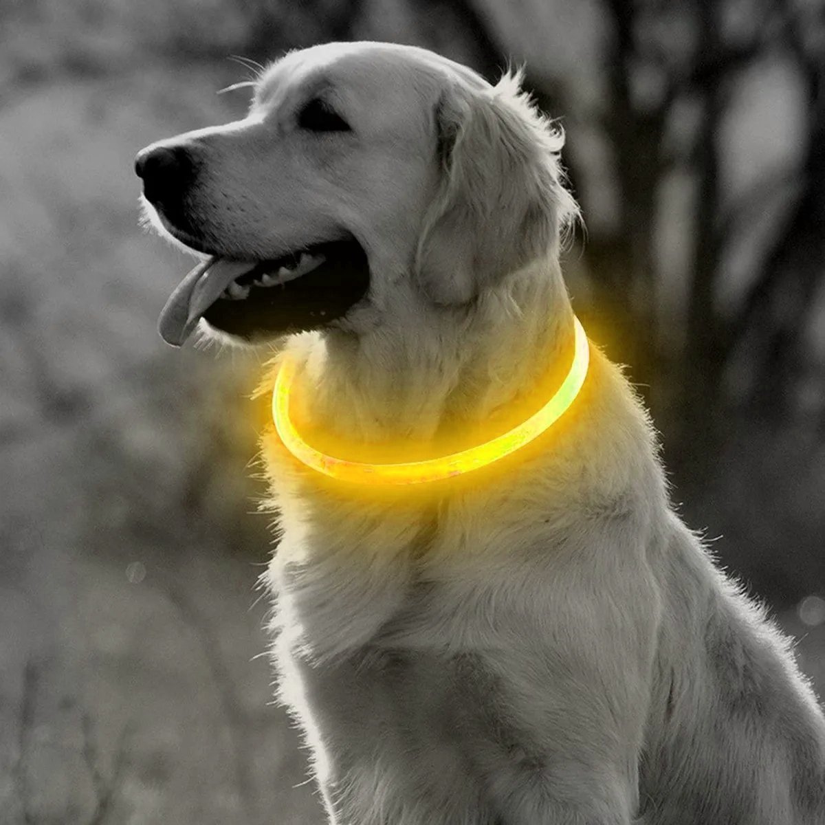 Professor Q LED-halsband voor honden – 65 cm – geel