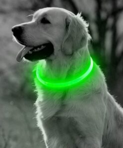 Groene Professor Q LED-halsband voor honden