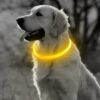 Professor Q LED-halsband voor honden – XL – 70 cm – geel