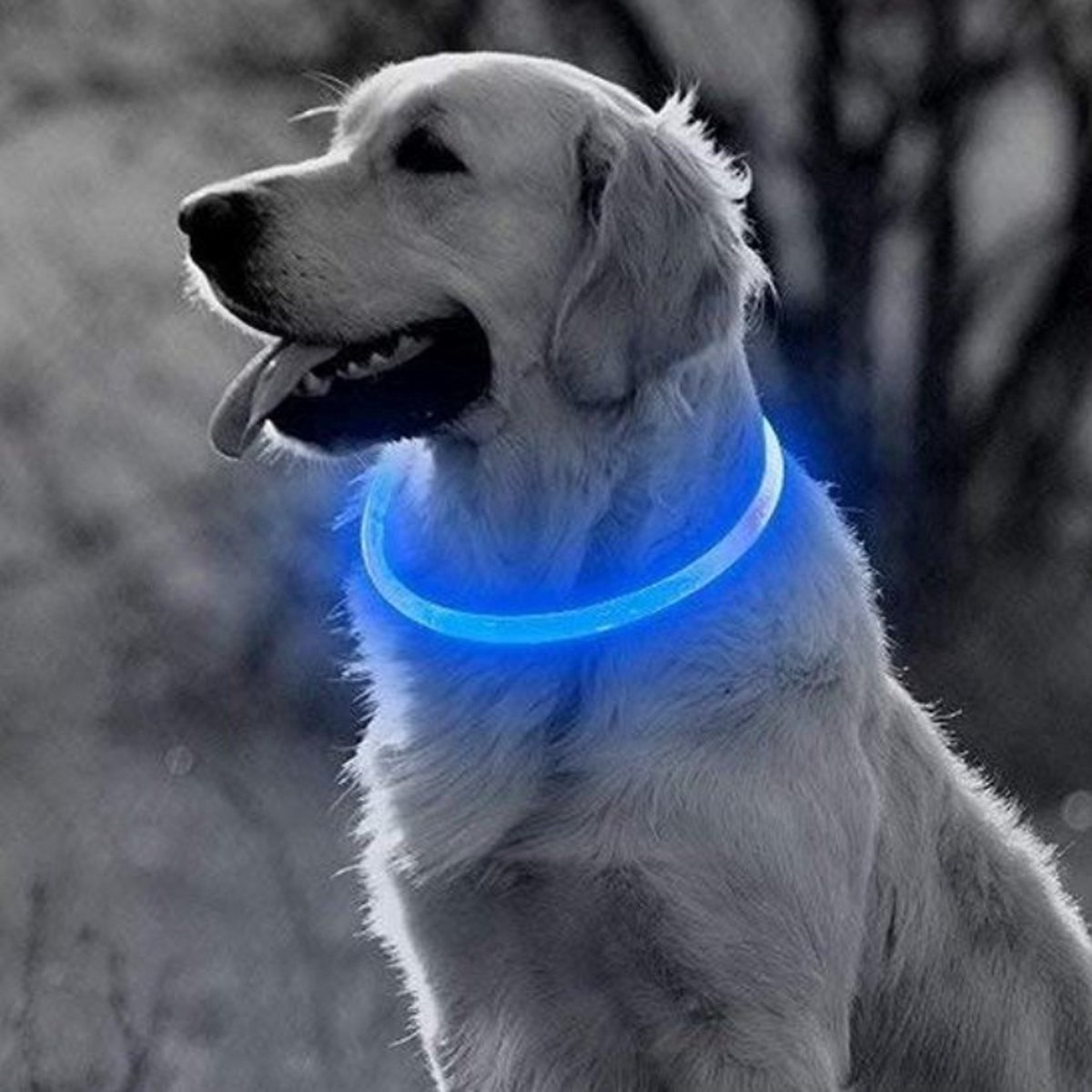 Professor Q LED-halsband voor honden – 70 cm – blauw